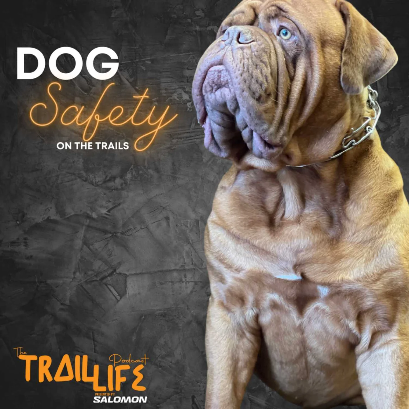 Dog Safety on the Trails