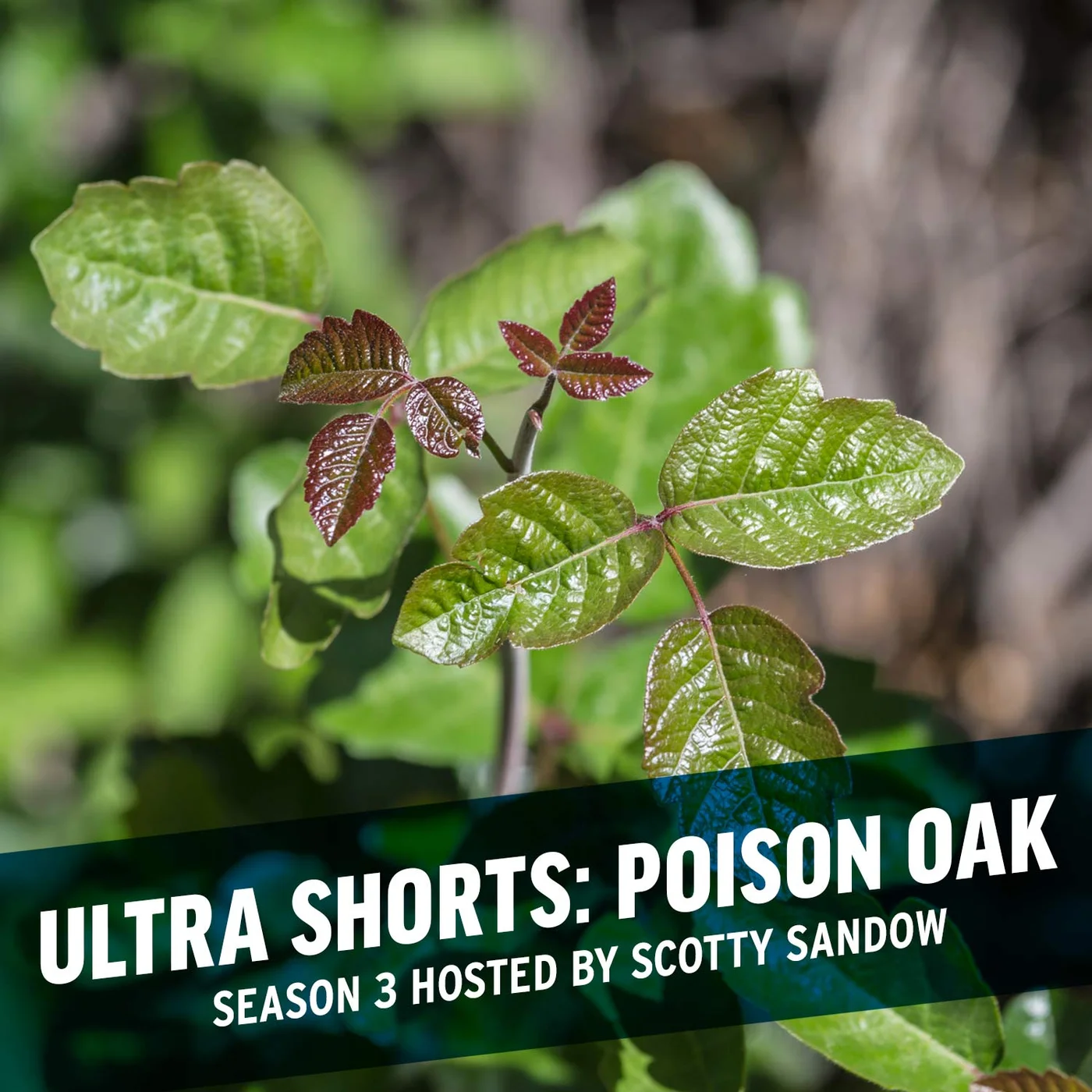 Ultra Shorts: Poison Oak