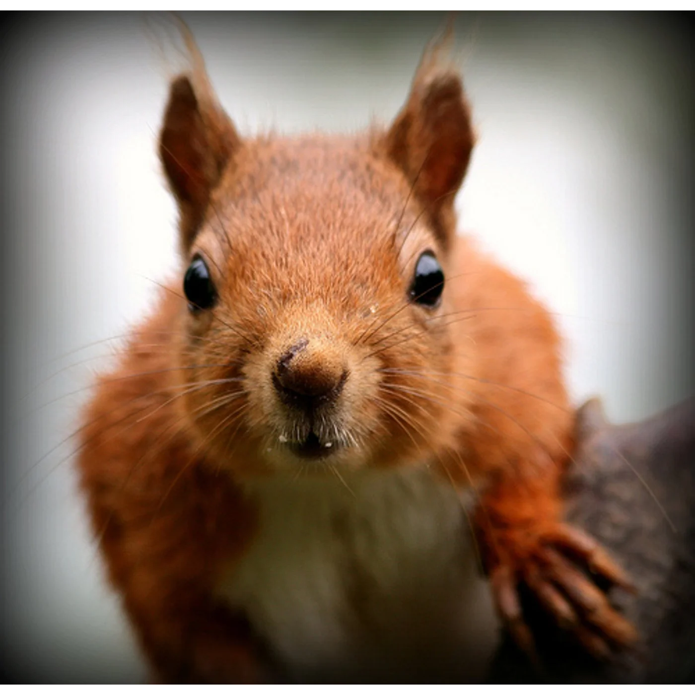Never Wipe Your A$$ With A Squirrel - Jason Robillard